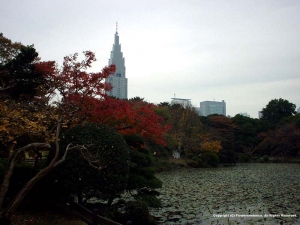 Photograph of The Sinsyuku Gyoen National Garden
