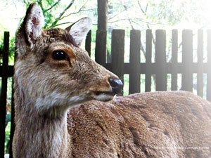 Desktop Wallpaer of Nara Park in Japan