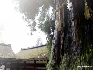 Desktop Wallpaer of Nara Park in Japan