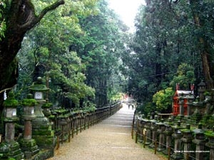 Desktop Wallpaer of The Nara Park in Japan