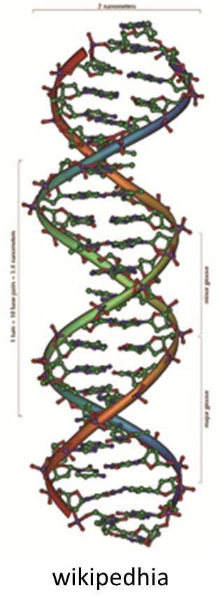 DNA_¤é¤»¤ó¹½Â¤.jpg