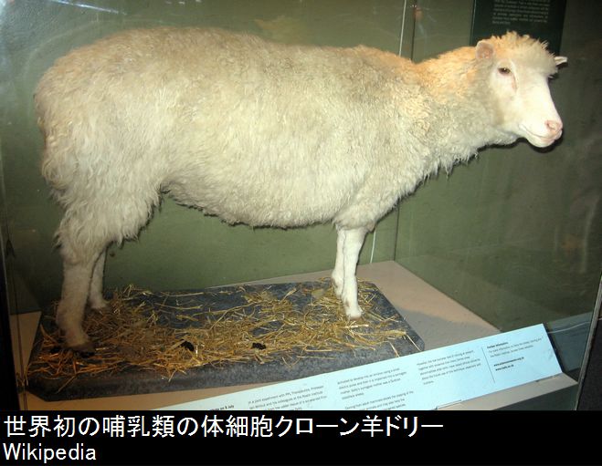 クローン羊ドリー.jpg