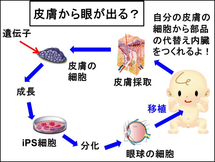 Ips細胞 人工多能性幹細胞 安藤和子のブログ