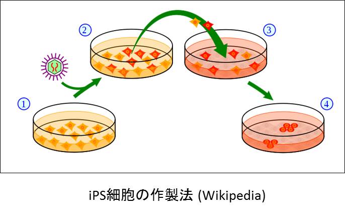 Ips細胞 人工多能性幹細胞 安藤和子のブログ