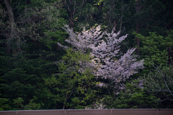 ºù