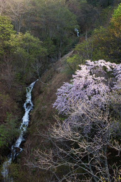 ºù
