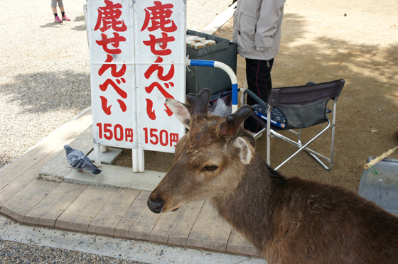 DSC01946.JPG