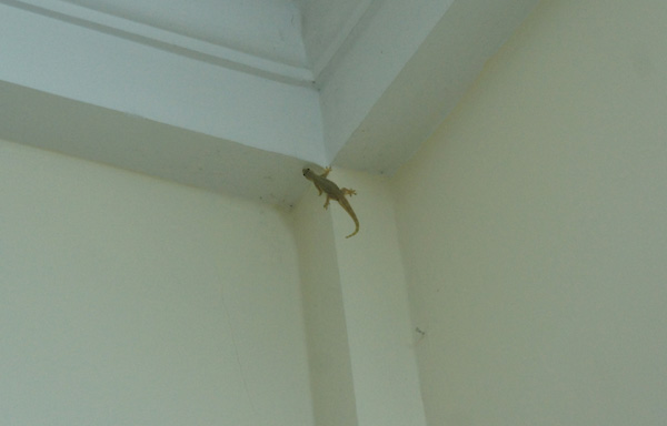 DSC04466.JPG