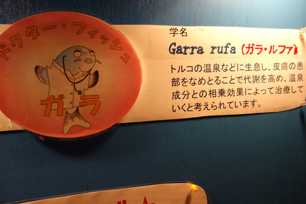 DSC00665.JPG