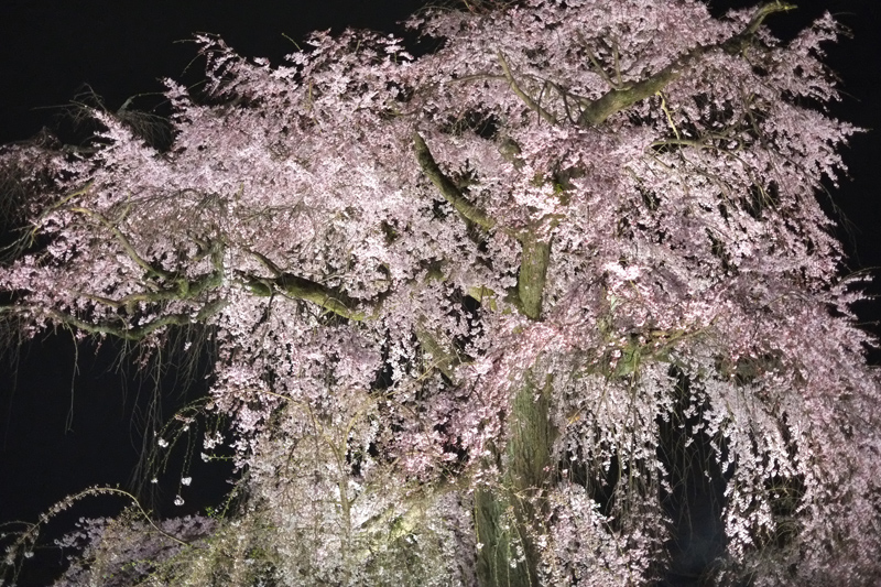DSCF4803.JPG