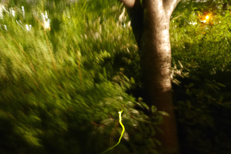 P1030846.JPG