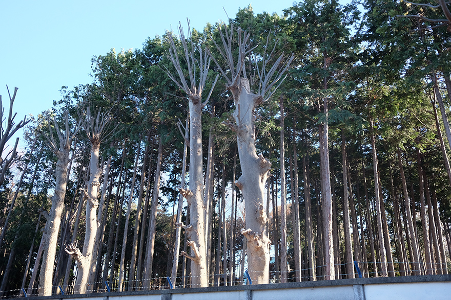 DSCF3420.JPG