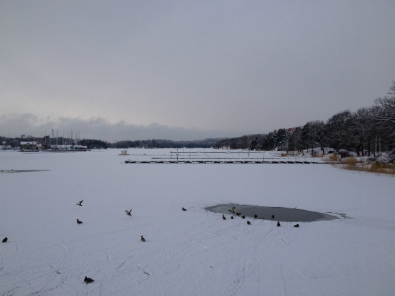 凍った海の上を鳥たちが。