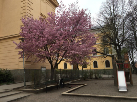 ストックホルムで見た桜