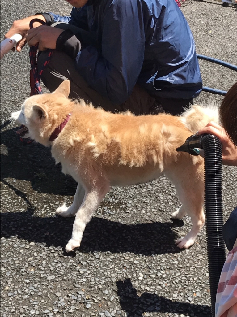 みやび