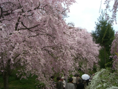 しだれ桜