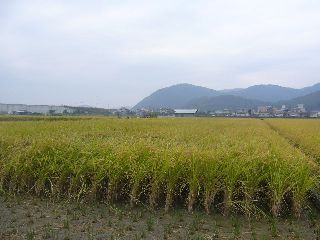 稲