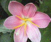 庭の花