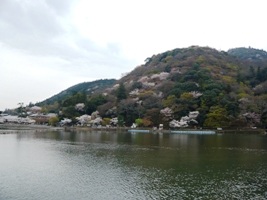 大堰川