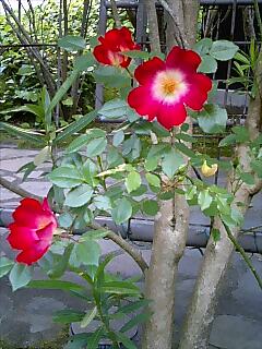 薔薇