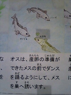 魚のイラスト