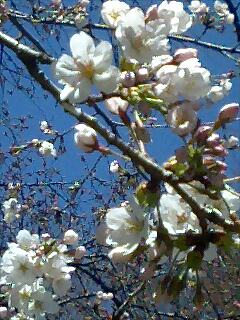 桜