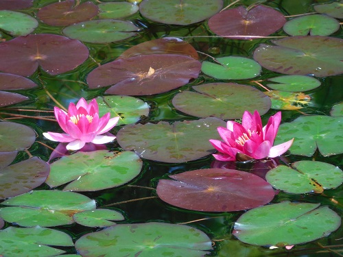 DSCN1598.jpg