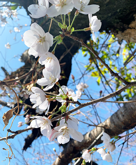 京都の桜便り☆本編と番外編「竹の花が咲いたよ？」