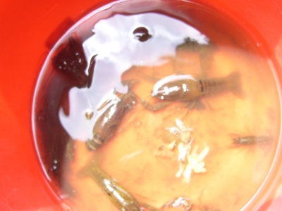 ザリガニ釣り