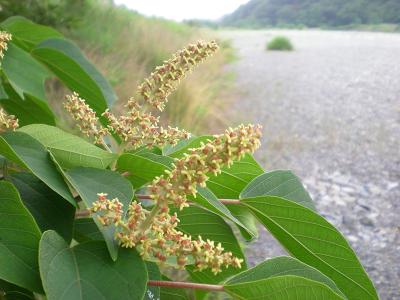 アカメガシワの花.JPG