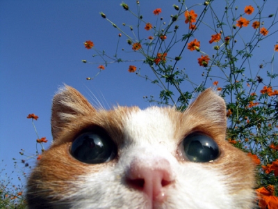 21歳全盲の猫「チョキ」