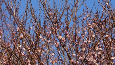 DSC02816.JPG