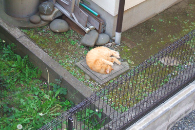 siesta