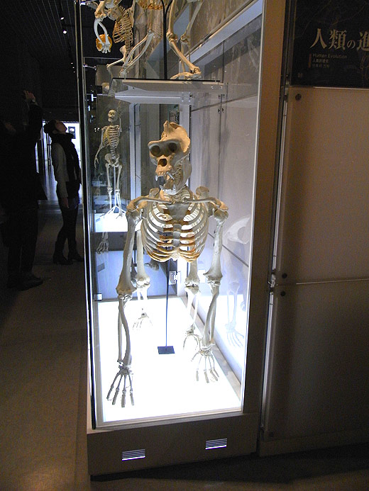 国立科学博物館,National Museum of Nature and Science,Tokyo