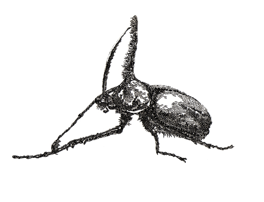 カブトムシ