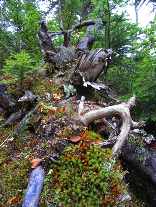 日光白根山