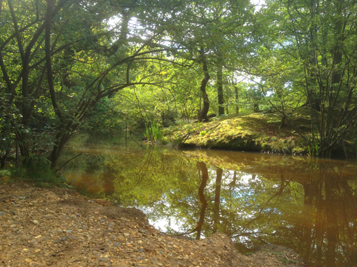 Epping Forest