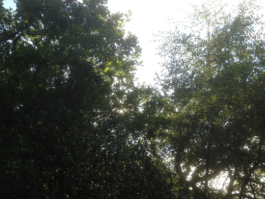 Epping Forest