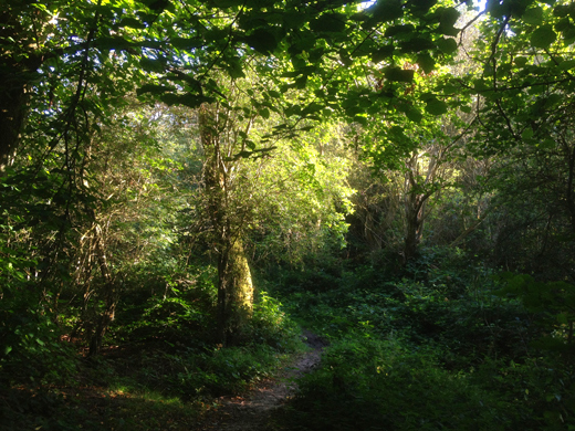 Epping Forest