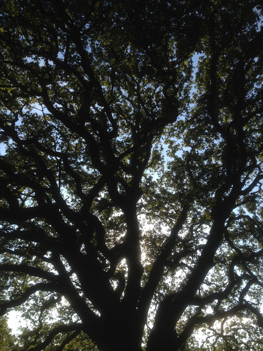 Epping Forest