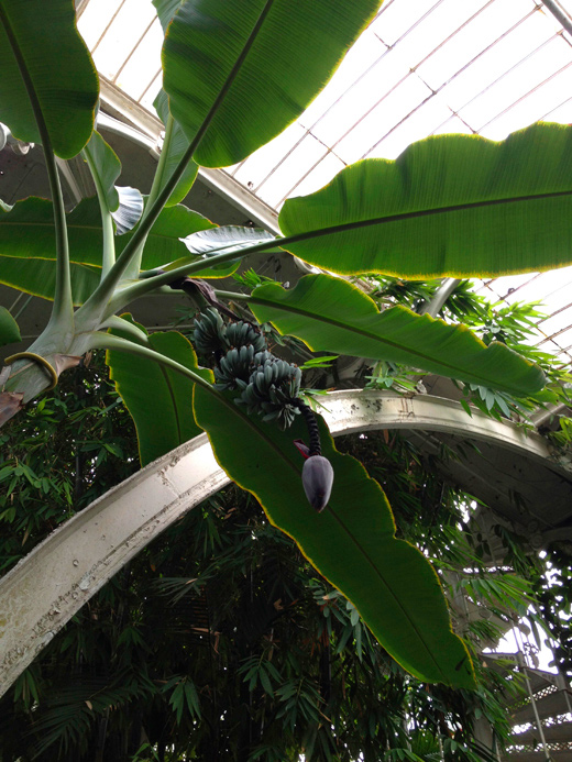 Royal Botanic Gardens, Kew