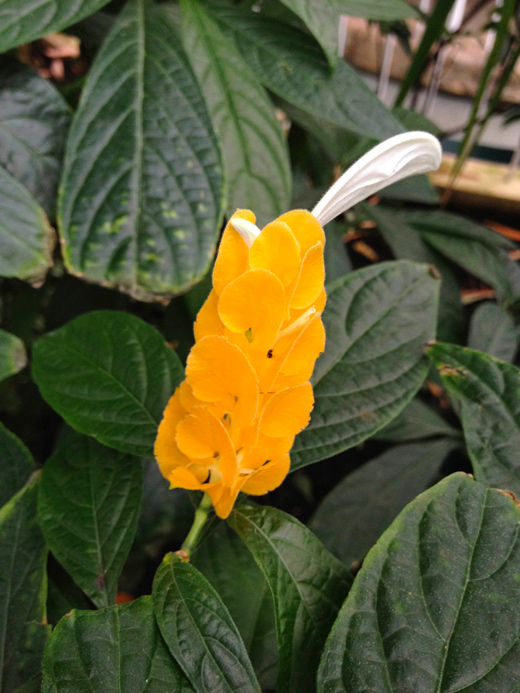 Royal Botanic Gardens, Kew