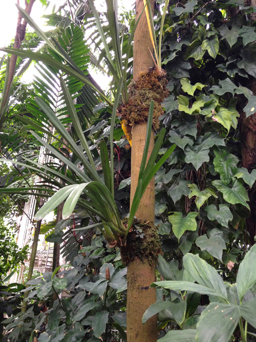 Royal Botanic Gardens, Kew
