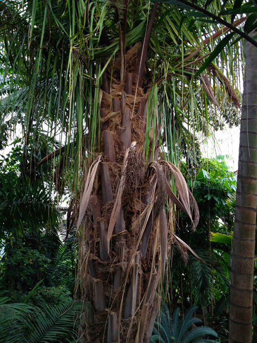 Royal Botanic Gardens, Kew