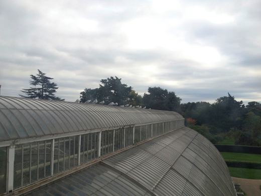 Royal Botanic Gardens, Kew