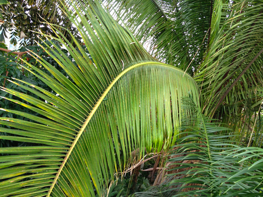Royal Botanic Gardens, Kew