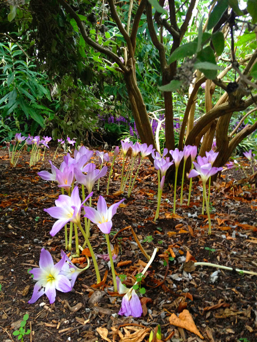 Royal Botanic Gardens, Kew