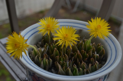 三時草