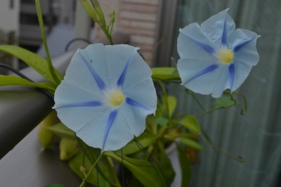 朝顔
