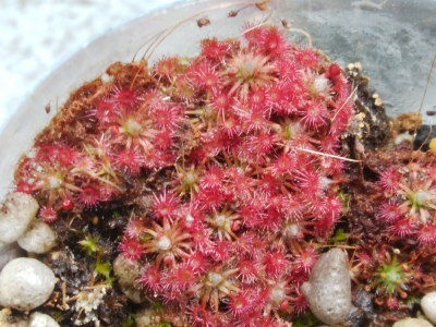 Drosera Sundew